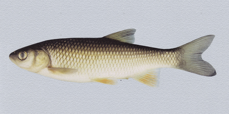 Squalius laietanus Doadrio, Kottelat & de Sostoa, 2007